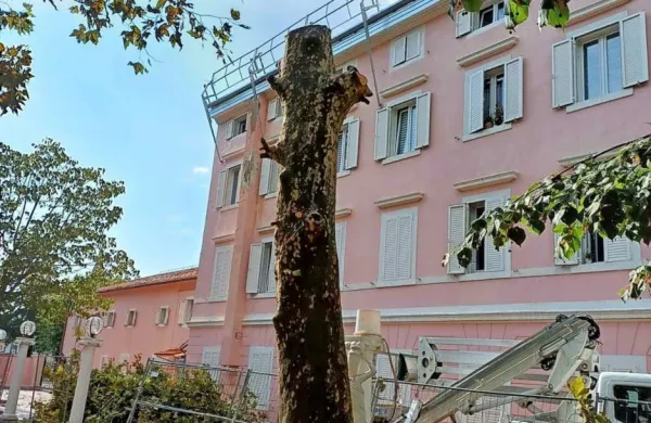 Namesto mogočne krošnje je zdaj na dvorišču bivšega hotela 
Triglav le še deblo.