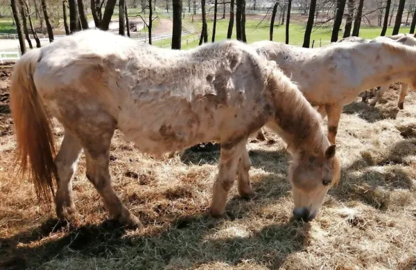Fotografije so zavajajoče, pravijo v kobilarni, saj je to zimska 
dlaka, ki bo odpadla. “Nestrokoven odgovor,” pravi Iztok Humar.