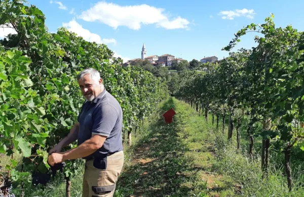 Na kmetiji Petelin-Durcik v Pliskovici so v tem tednu že končali s 
trgatvijo.