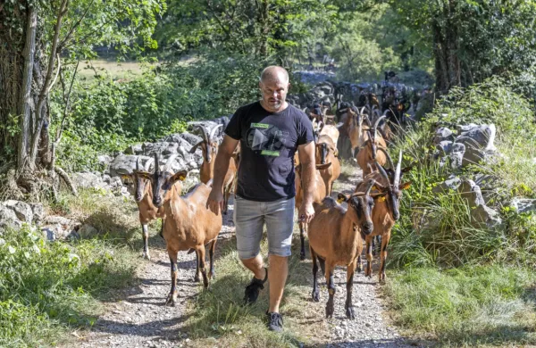 Koze Matjaža Žerjala v Tomaju v “pohodu” na pašnik.