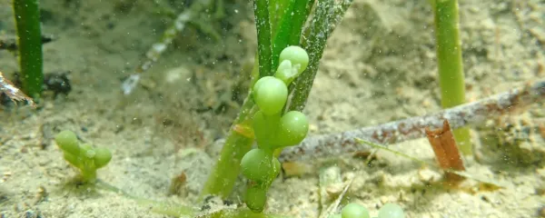 Grozdasta kavlerpa iz Lazareta na robu morskega travnika 