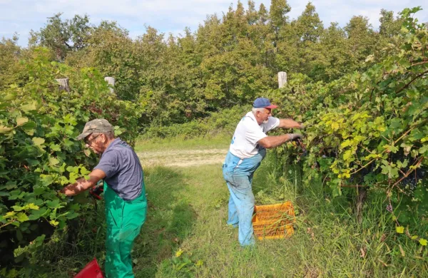 V velikem Vinakoprovem kompleksu na Purissimi pod Hrvatini te 
dni trgajo grozdje na najboljših legah.