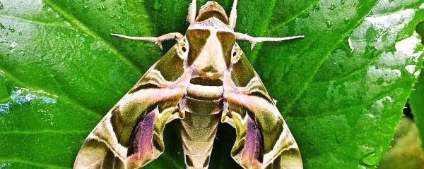 Oleandrovec je lep in velik nočni metulj.