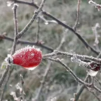 (FOTO) Zbudili smo se v prvo slano