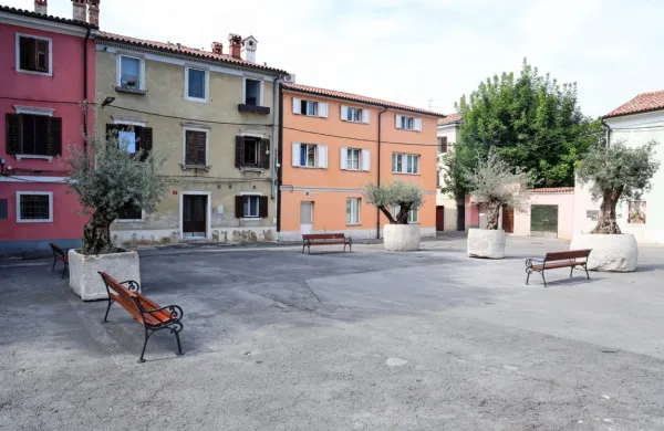 Na trg za picerijo Atrij so začasno namestili velika korita z oljkami 
in nekaj klopi.