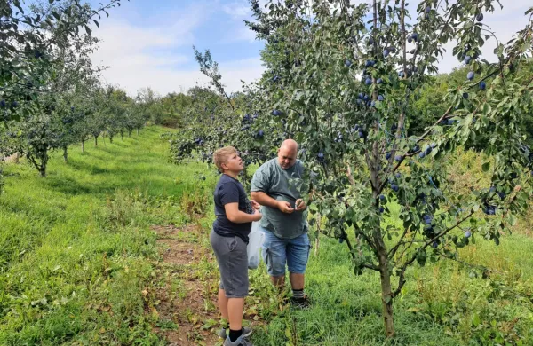 Poleg slabih letin in škode, ki jo povzročajo živali, brkinsko 
sadjarstvo počasi, a vztrajno uničujejo tudi nizke odkupne cene 
sadja.