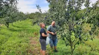 Poleg slabih letin in škode, ki jo povzročajo živali, brkinsko 
sadjarstvo počasi, a vztrajno uničujejo tudi nizke odkupne cene 
sadja.