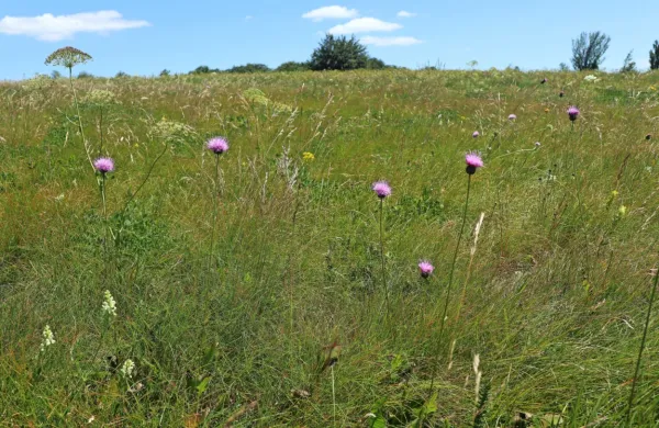 Travišča na Krasu zadnja desetletja izginjajo, z njimi pa tudi 
pestrost živalskih in rastlinskih vrst.