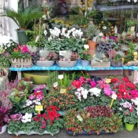 Pisana paleta jesenskih lepotic: ciklame, solanum, jesenska vresa, krizanteme ... 