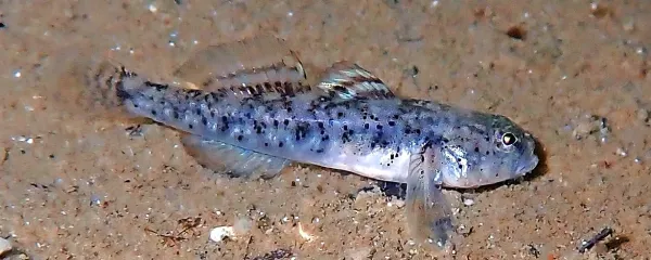 Črnopisani glavač je nova vrsta glavača za Slovenijo.