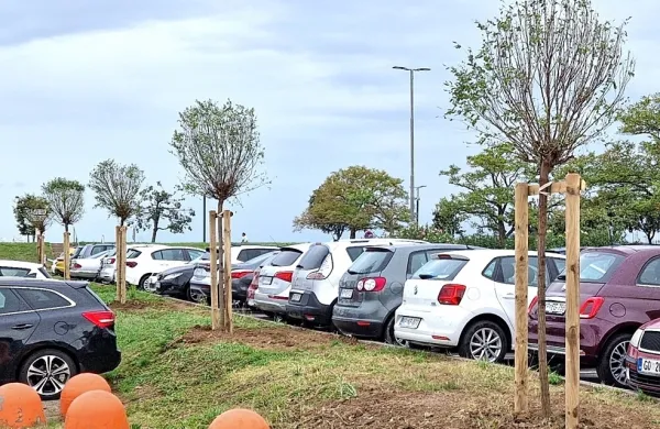 Listopadno drevo na vsak možen kvadratni meter Kopra