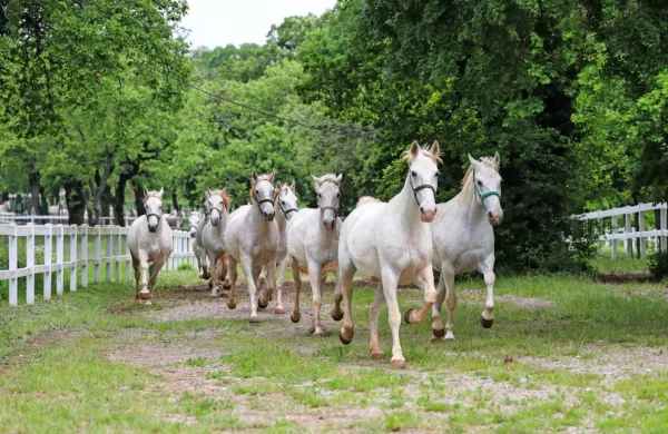 Tudi nov model upravljanja postavlja v središče lipicance in 
njihovo dobrobit. klasično jahalno šolo, vrhunske konjeniške 
dejavnosti ter kulturni in naravno dediščino, zagotavljajo na 
ministrstvu. 