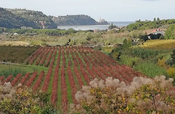 Letošnji oktober se bo v zgodovino meritev zapisal kot rekordno topel in nadpovprečno namočen. A tudi 
začetek novembra je po temperaturah nad dolgoletnim povprečjem.