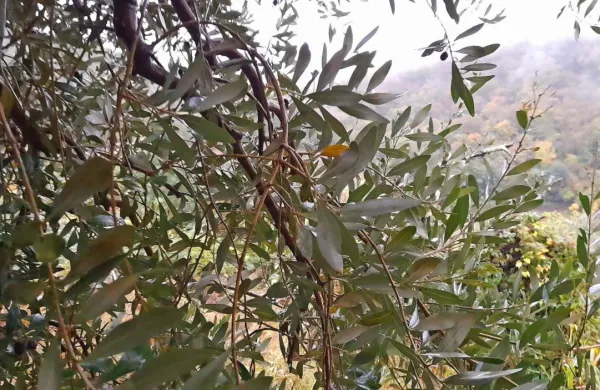 Na večini oljčnih dreves v Brdih in Vipavski dolini je bilo letos  malo oljk.
