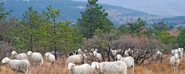 Kmetijstvo je odgovor za dolgoročno ohranjanje kraške krajine, a 
prav za to dejavnost na Krasu ni veliko zanimanja.