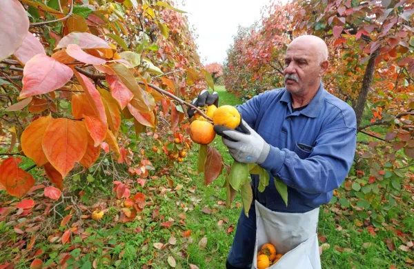 Silvano Knez je z 2000 drevesi, ki rastejo v Strunjanu, največji 
slovenski pridelovalec kakijev.