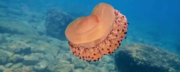 Morska cvetača (Cotylorhiza tuberculata) je pogost klobučnjak v 
našem morju. 