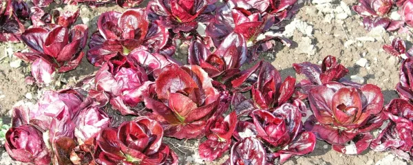 Kaj storiti, da bodo vrtnine dobro prezimile