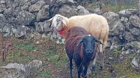 Ovčerejec Milan Primc je v skrbeh zaradi ovc, ki so jih volkovi samo pogrizli. “Vprašanje je, koliko ovac je 
od strahu povrglo in koliko se jih zdaj nekaj časa sploh ne bo obrejilo …”  