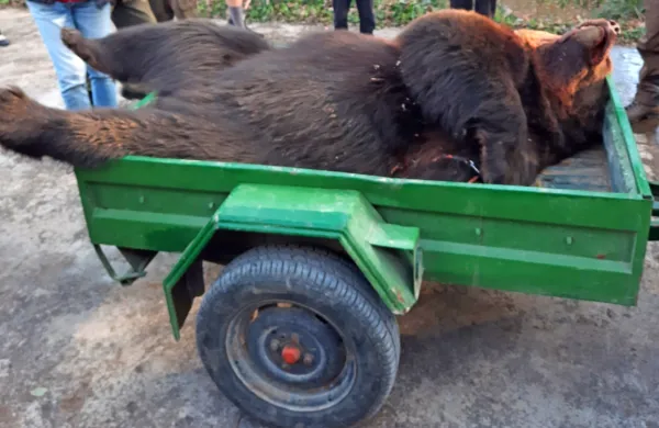 Medvek,  težak  več  kot  250  kilogramov,  je  včeraj  popoldne napadel   
lovca,  njegov  kolega  pa  je  s  strelom  preprečil  še  kaj  hujšega.  