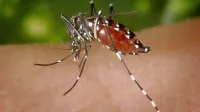 Samice komarjev se hranijo s krvjo ljudi in toplokrvnih živali, zato 
lahko prenašajo tudi različne virusne bolezni.