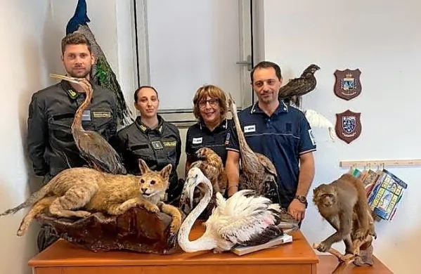 Finančni policisti in cariniki z delom zaseženega tovora