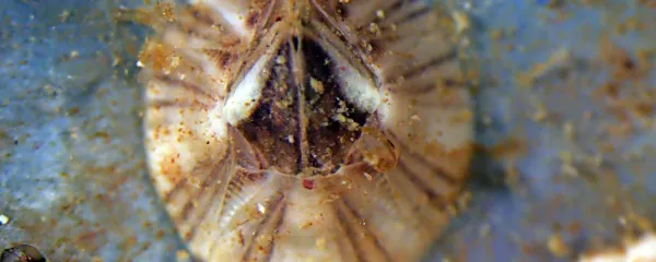 Amphibalanus amphitrite je pogosta vrsta vitičnjakov v Jadranu.