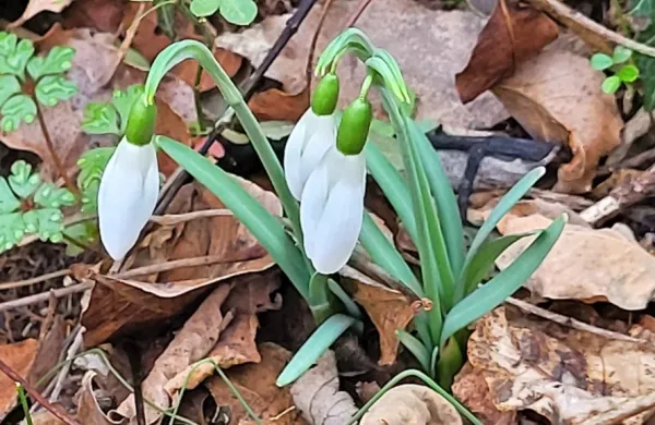 Prvi  zvončki iz    tople  doline  Dragonje  - zaradi tople in  mokre  jeseni  
- so razmeroma  pozni in še  ne  cvetijo  tako množično  kot  v  prejšnjih 
letih.   