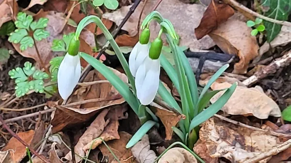 Prvi  zvončki iz    tople  doline  Dragonje  - zaradi tople in  mokre  jeseni  
- so razmeroma  pozni in še  ne  cvetijo  tako množično  kot  v  prejšnjih 
letih.   