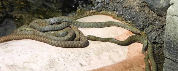 Skupina kobrank v centru Kopra 