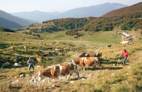 V KZ Tolmin pričakujejo dolgoročen načrt, ki bo omogočil, da bo 
čez 50 let v Posočju sploh še kakšna kmetija dajala mleko. 