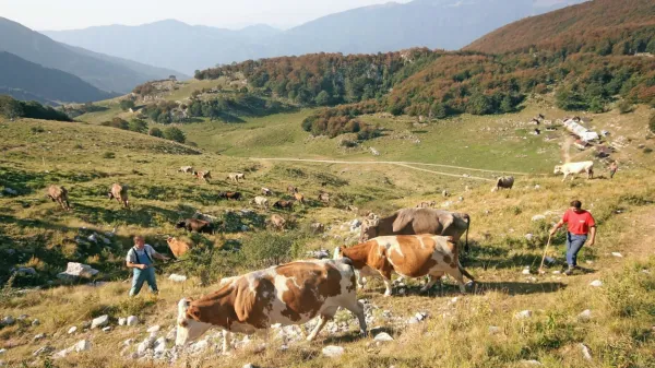 V KZ Tolmin pričakujejo dolgoročen načrt, ki bo omogočil, da bo 
čez 50 let v Posočju sploh še kakšna kmetija dajala mleko. 