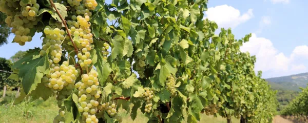 Z znanjem in tehnologijo k naravi