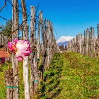Cvetoča vrtnica v vinogradu v Medani, v ozadju Kanin

