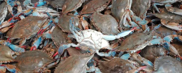 Tujerodna modra rakovica (Callinectes sapidus) se danes na 
severu Jadrana in tudi v Sloveniji pojavlja v vse večjem številu. 