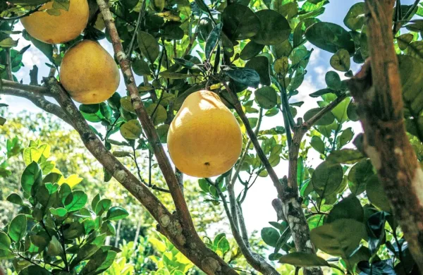Pomelo se v latinščini imenuje Citrus Maxima, saj je največji 
predstavnik citrusov.