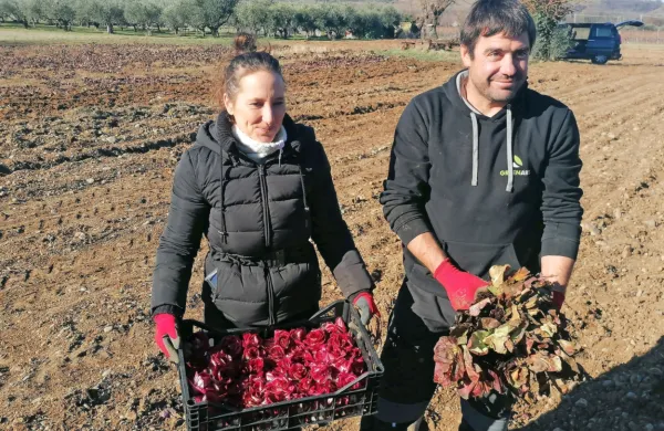 Teja  in Boštjan Koršič sta na njivi predstavila,  kako zahtevna je 
pridelava solkanskega  radiča.