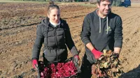 Teja  in Boštjan Koršič sta na njivi predstavila,  kako zahtevna je 
pridelava solkanskega  radiča.