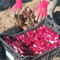 Iz  te cenjene vrtnine lahko pripravimo najrazličnejše jedi, od predjedi 
do sladice.     