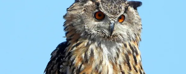 Velika uharica (Bubo bubo) v Istri pleni tudi podgane, ko 
primanjkuje plena.