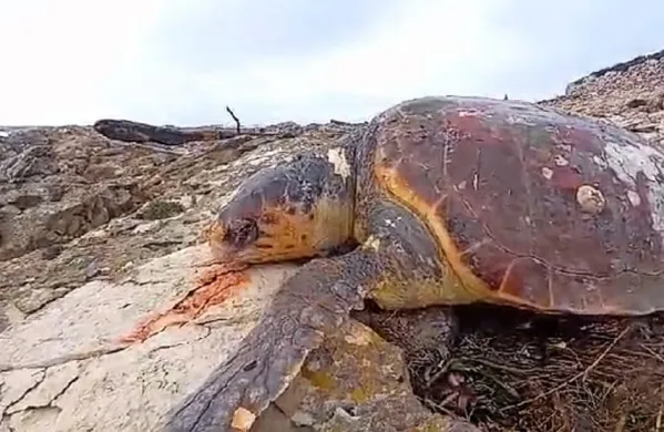 Poginule želve je naplavilo na obalo plaže Sakarun.