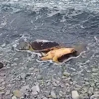 Gre za zaščiteno vrsto, zato bodo obdukcijo opravili po protokolu, 
ki velja za ogrožene živali.  