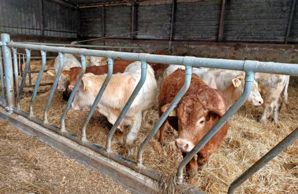 Mlade bikce v vzrejališču skrbno  spremljajo, ob dopolnjenem 
enem letu pa med njimi izberejo najboljše za osemenjevalni 
center. 