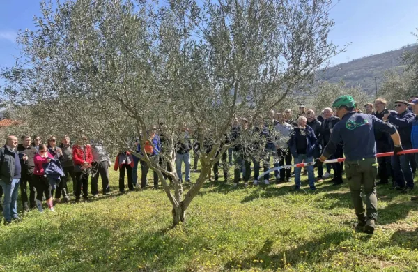 Lanski Hlajevi dnevi so na praktični del privabili številne oljkarje.