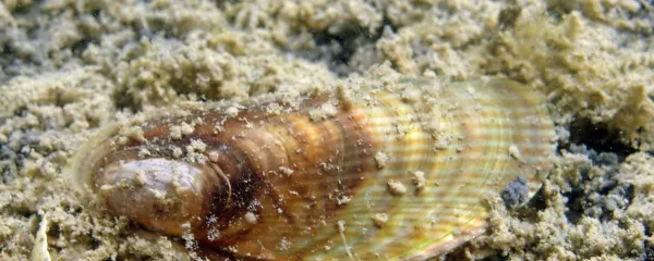 Invazivna školjka Arcuatula senhousia 