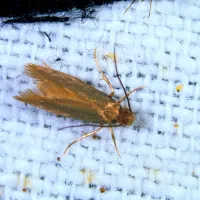 



Omare, v katerih so molji, očistite s kisom in limoninim sokom.