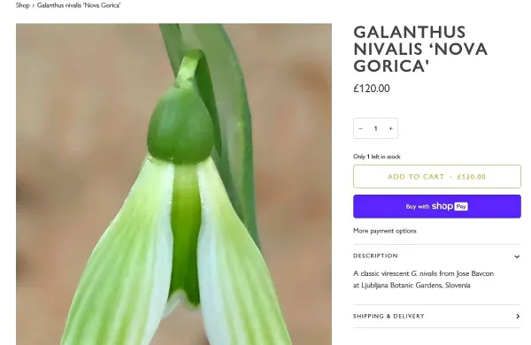 Na spletni strani referenčne angleške vrtnarije Edulis goriški 
zvonček dosega najvišjo ceno med zvončki, to je 120 funtov za 
sadiko.