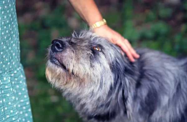 Manjši pes je ugriznil žensko na sprehodu. Fotografija je simbolična.