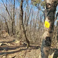 Na poti po s soncem obsijani rebri nas pozimi spremljajo od burje obrušena debla. 