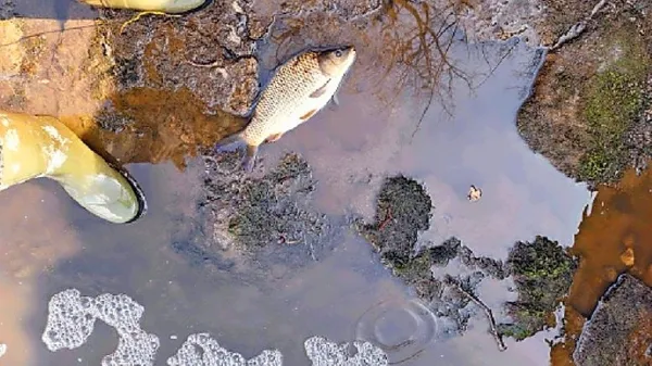 Gnojnica  je bila za nekatere ribe v Nanoščici usodna,  druge so člani 
Ribiške družine Postojne odnesli na varno.